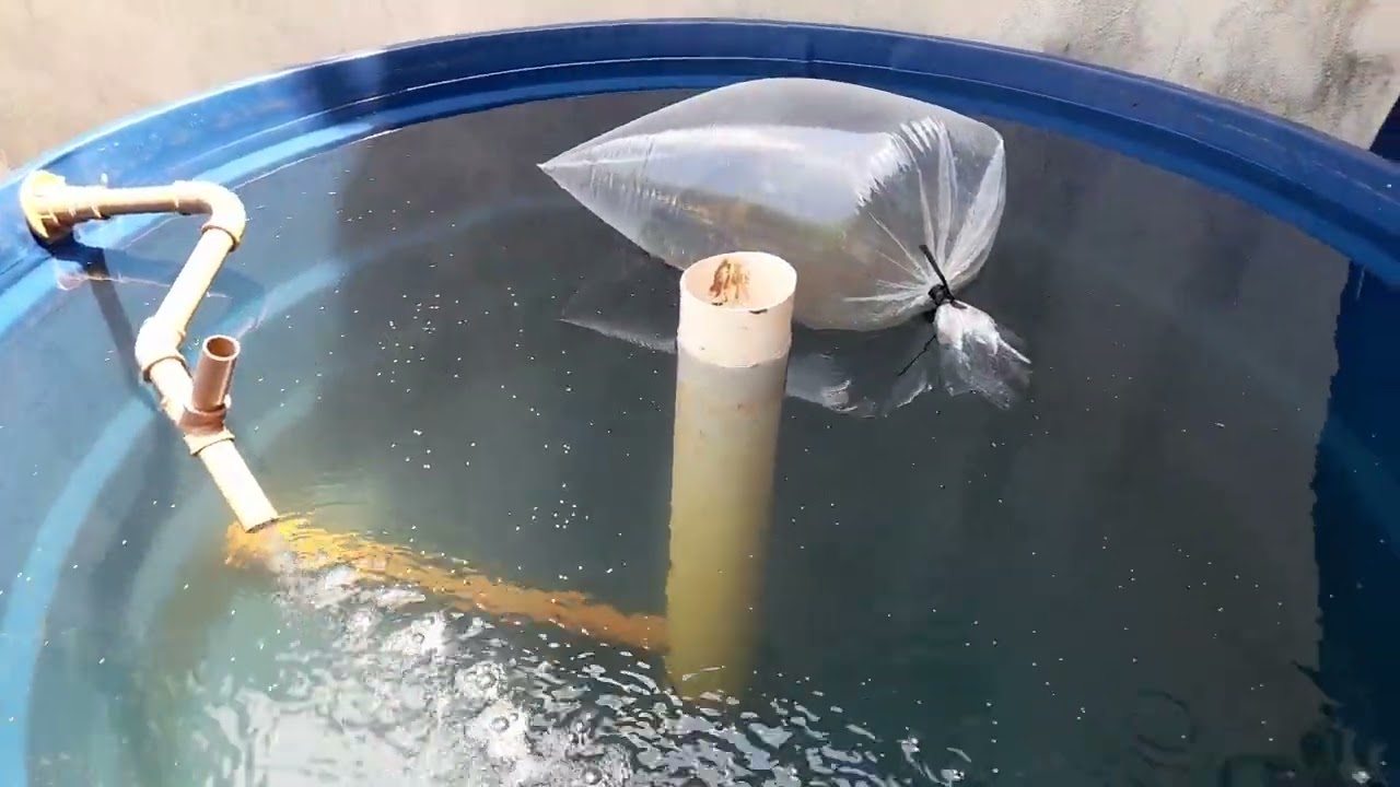 Cria&ccedil;&atilde;o de Tambatinga, na caixa d'&aacute;gua