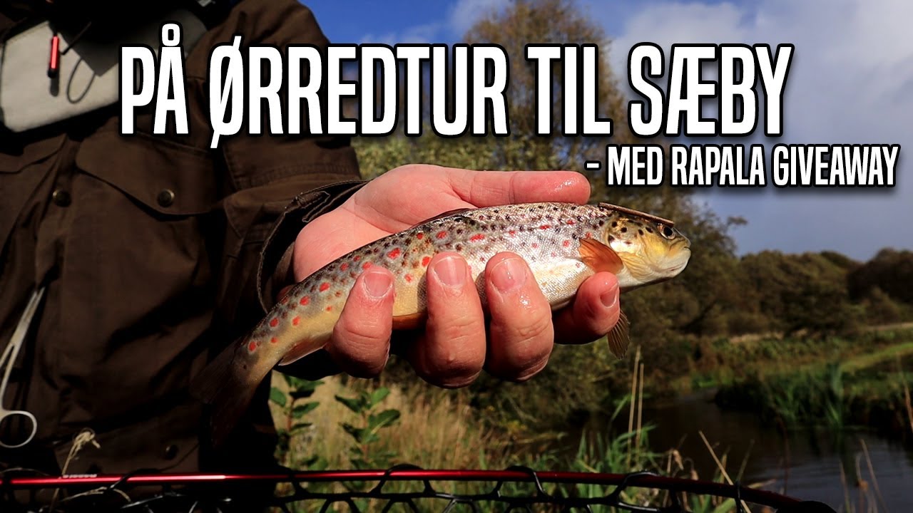 Hedefiskeri På Ørredtur til Sæby