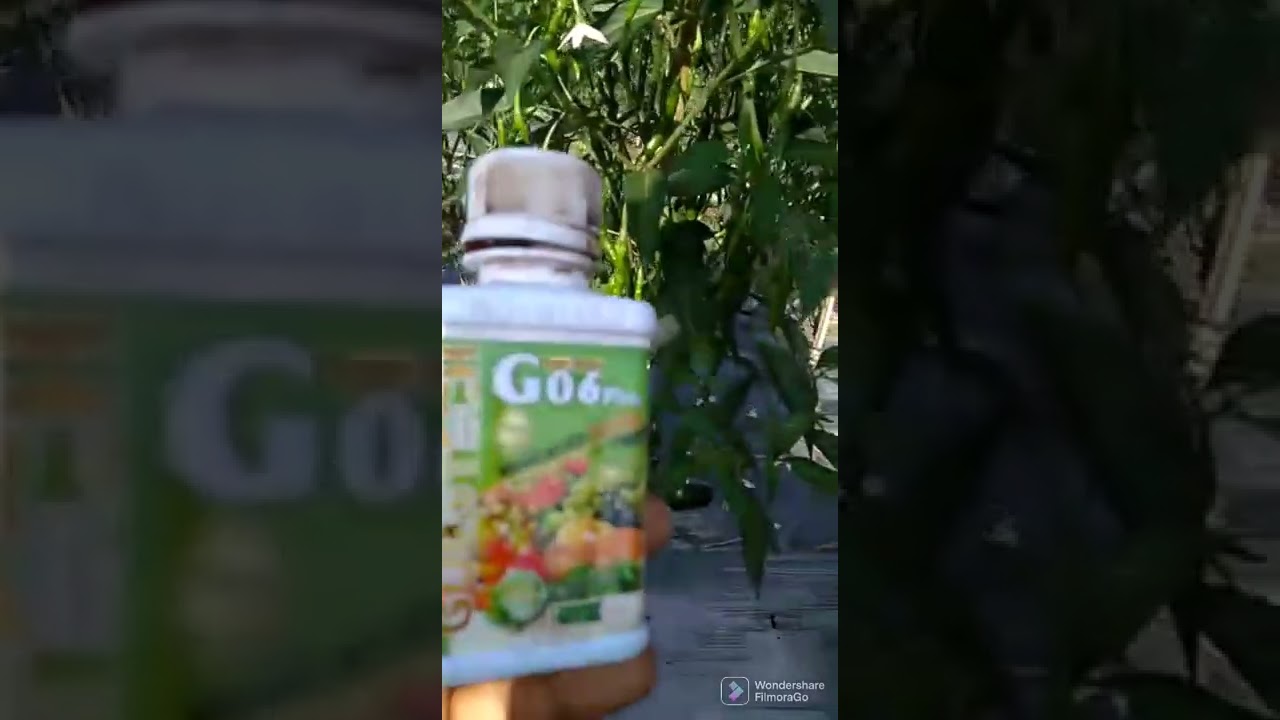 cabe super perawatan dengan goldtech