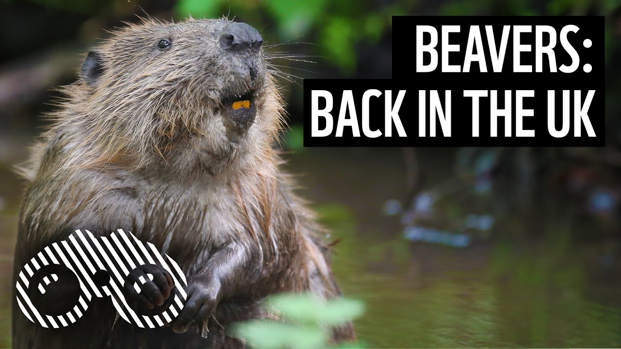 Bringing beavers back to the River Glaven | WWF