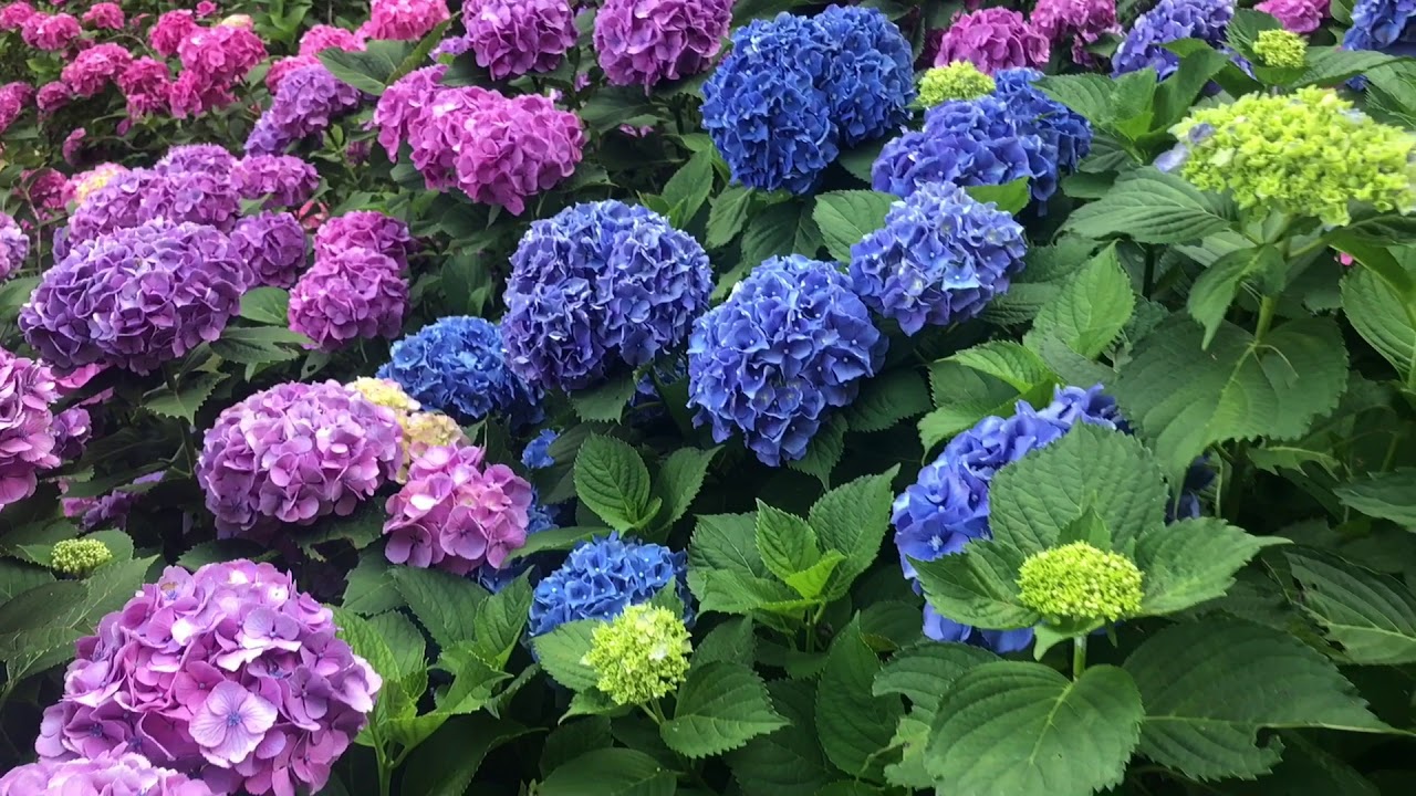 愛知のアジサイ2018(形原温泉 あじさいの里) katahara spa hydrangea festival