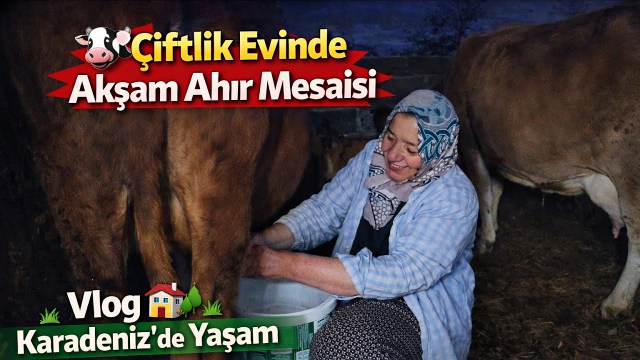 🐄 Ablamla Ahır Mesaisi! Samsun Çarşamba Dikbıyık’ta Hayvan Bakımı 🏡🌿 | Vlog