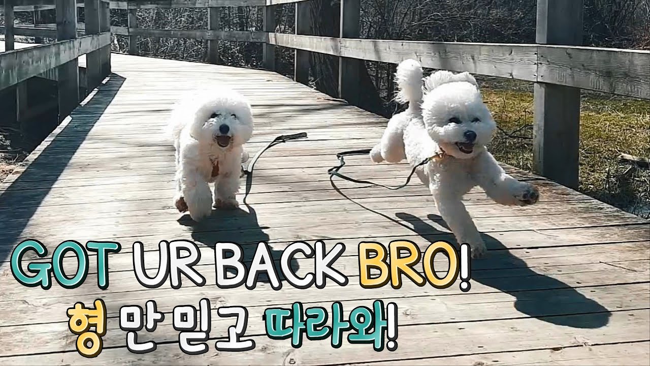 Double the Bichon, Double the Fun! SOM-thing Special between Bichon frise brothers