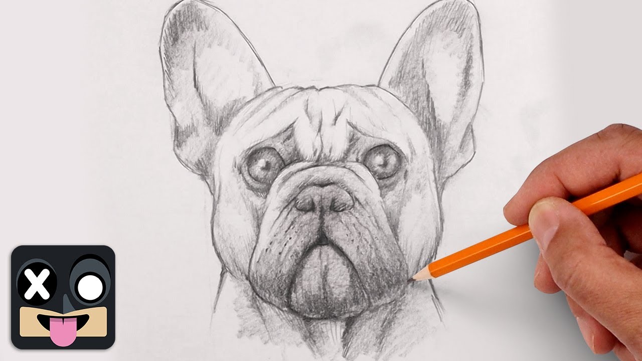 How To Draw French Bulldog | Step by Step Lesson
