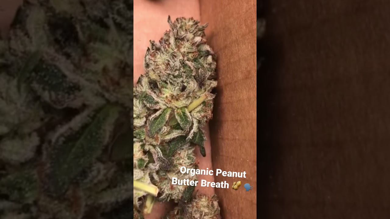 Organic Peanut Butter Breath 🔥🗣