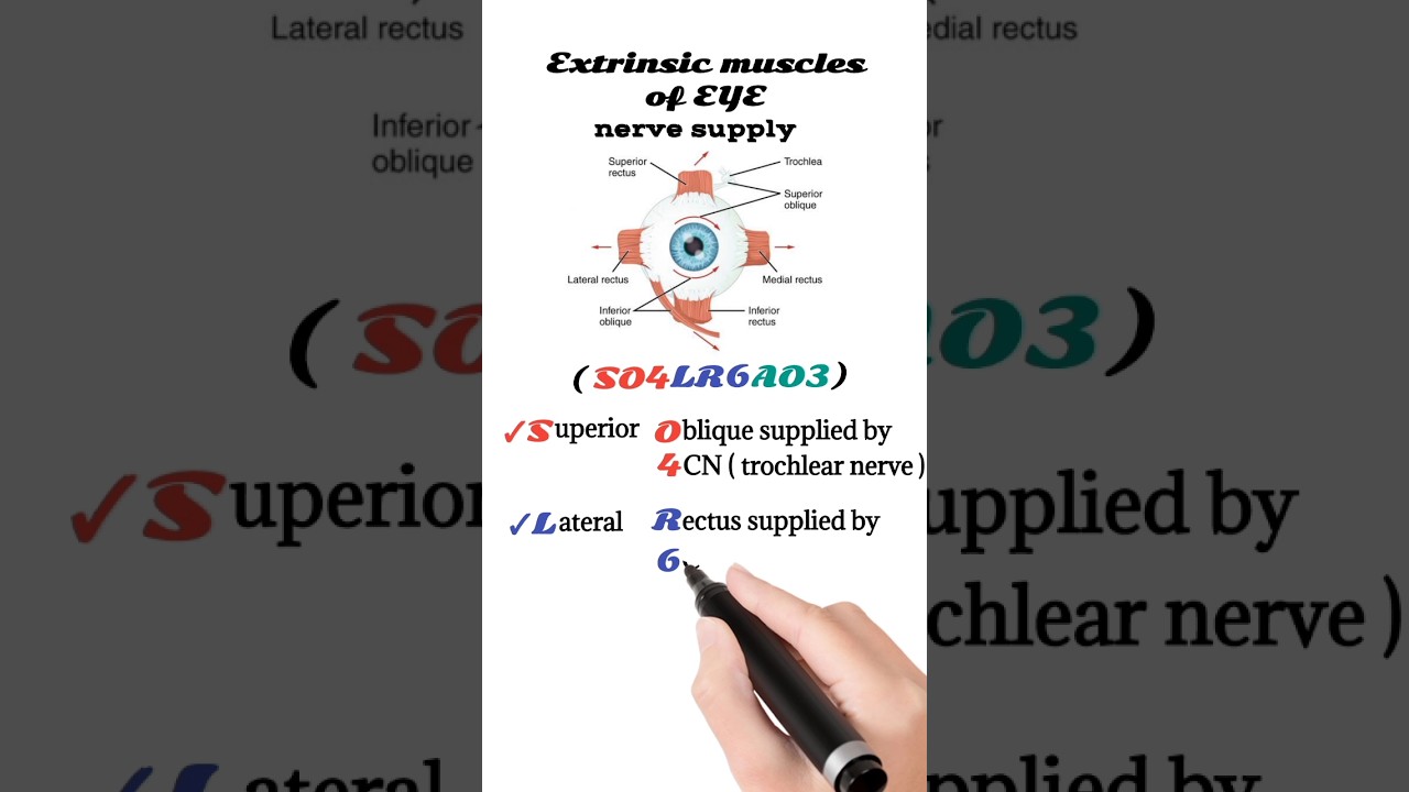 extraocular muscles nerve supply | extrinsic muscles of the eye