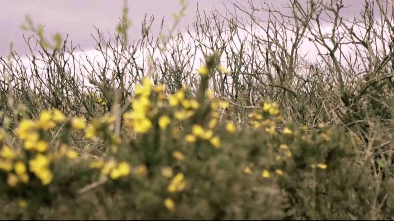 Wild Cornwall - Wildlife film (Kickstarter video)
