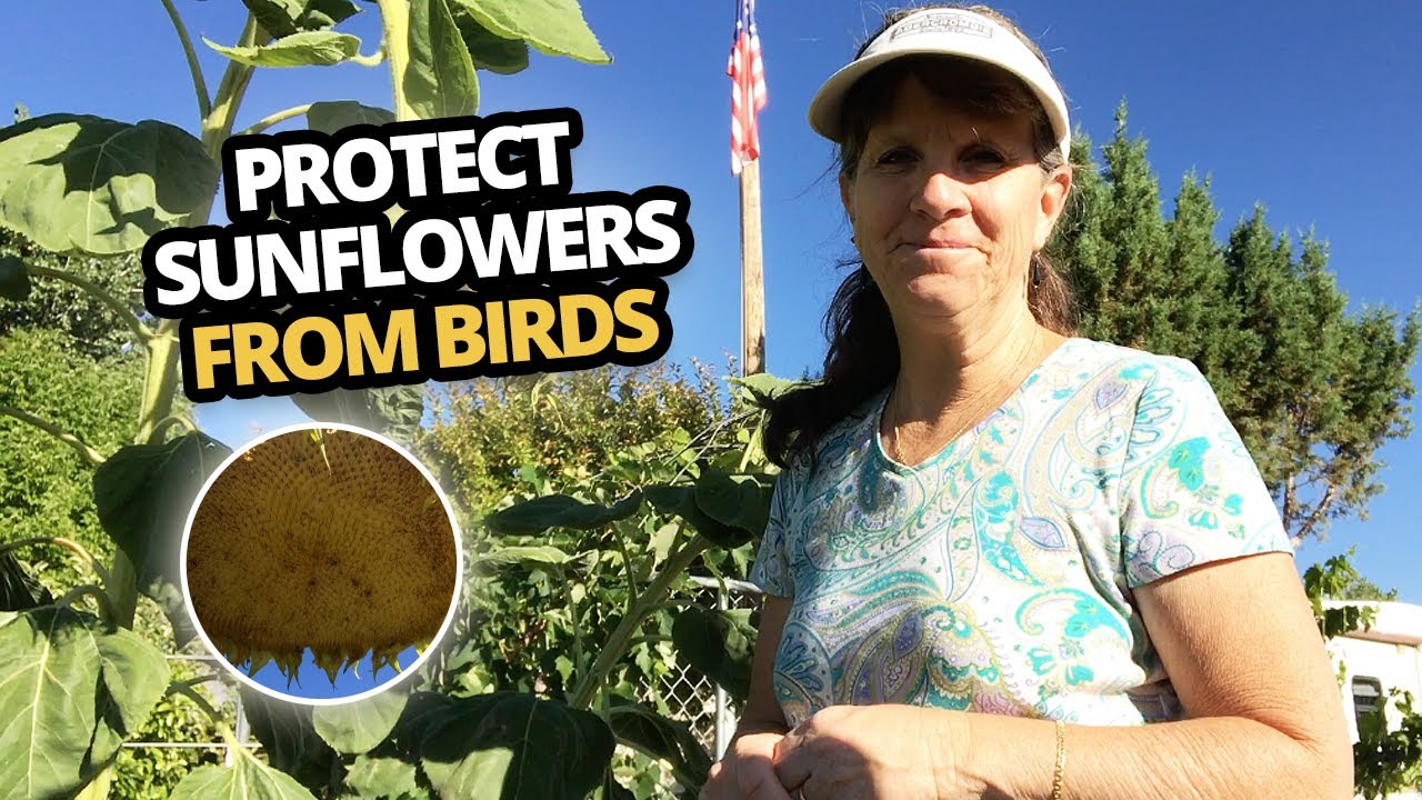 The Best way to protect sunflower heads from birds.