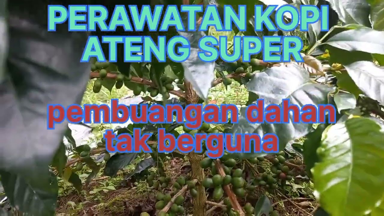 perawatan kopi ateng super.