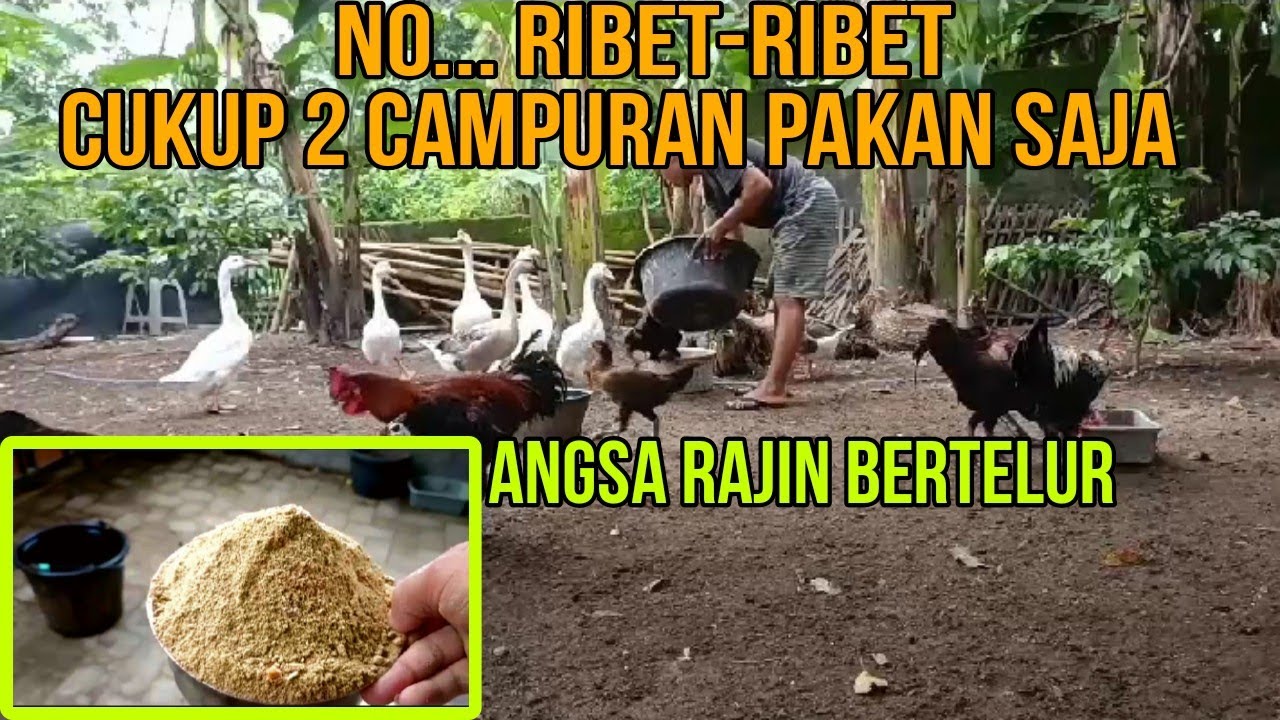 Campuran pakan untuk angsa,ayam dan juga bebek...semua pada gemuk-gemuk dan rajin bertelur