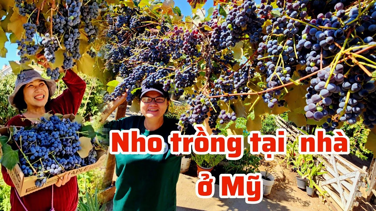 Thu hoạch ba thùng táo tàu nho tím chín trĩu cành tại nhà chị Mi ở Mỹ