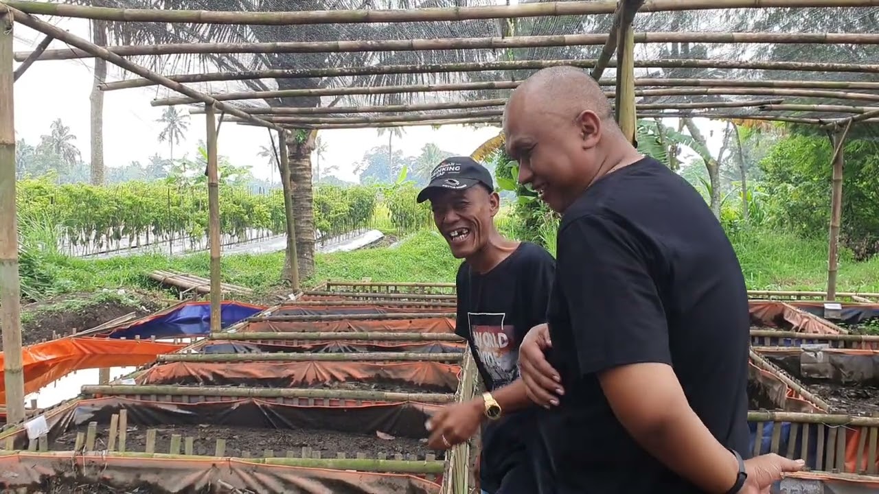 Budidaya dan Bisnis Belut bersama Kang Wardi Omah Belut : Inspirasi