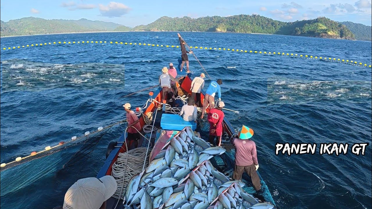 Pukat cincin, Nelayan Indonesia Dapat Banyak Ikan, luar biasa hasil tangkapan nelayan Indonesia