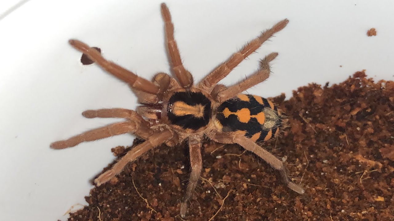 Trocando o terrário das slings! Uma escapou !
