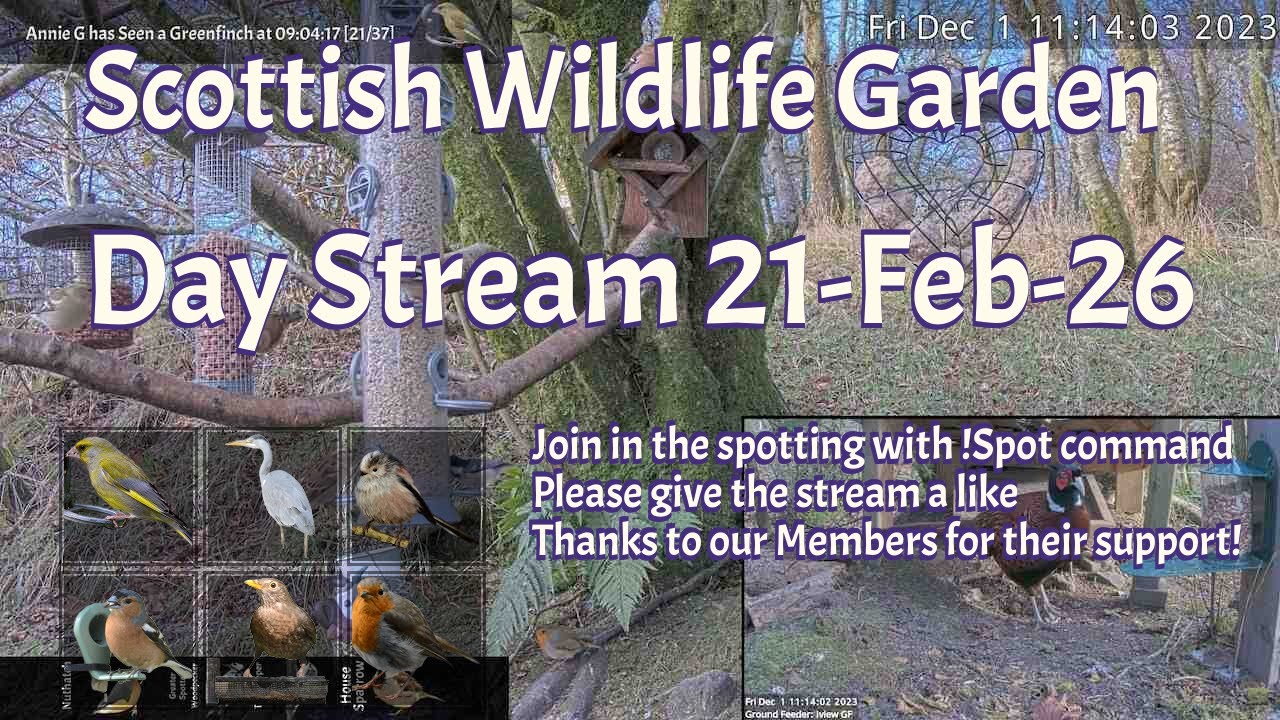 LIVE 🔴 Bird Feeders, Wildlife Cameras Scotland UK from Scottish Wildlife Garden
