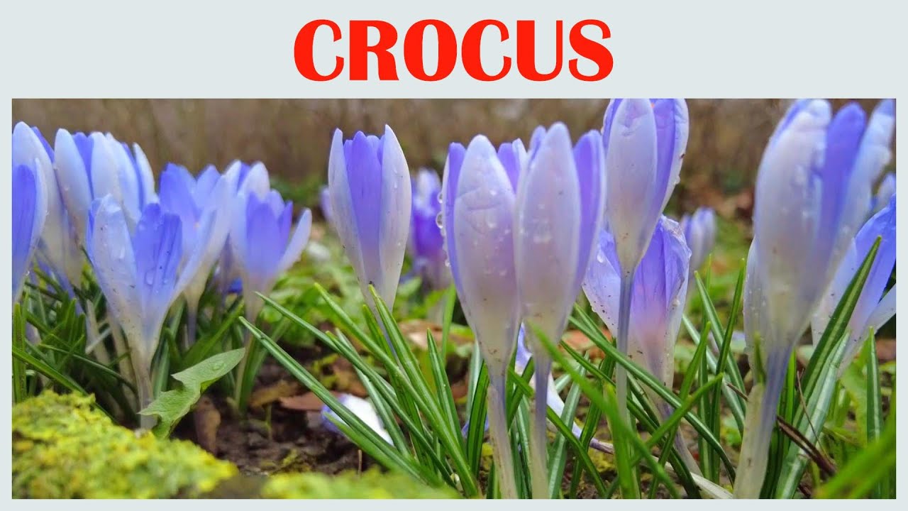 The Brave Blossom of the Crocus Flower, flower scenery, beautiful flowers