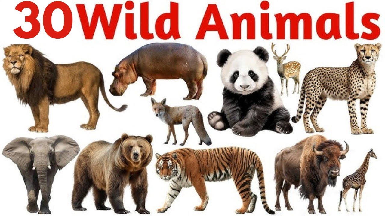 30 जंगली जानवरों के नाम सीखें बच्चों के लिए | Tiger, Lion,  Wild Animal Name for Kids With Picture