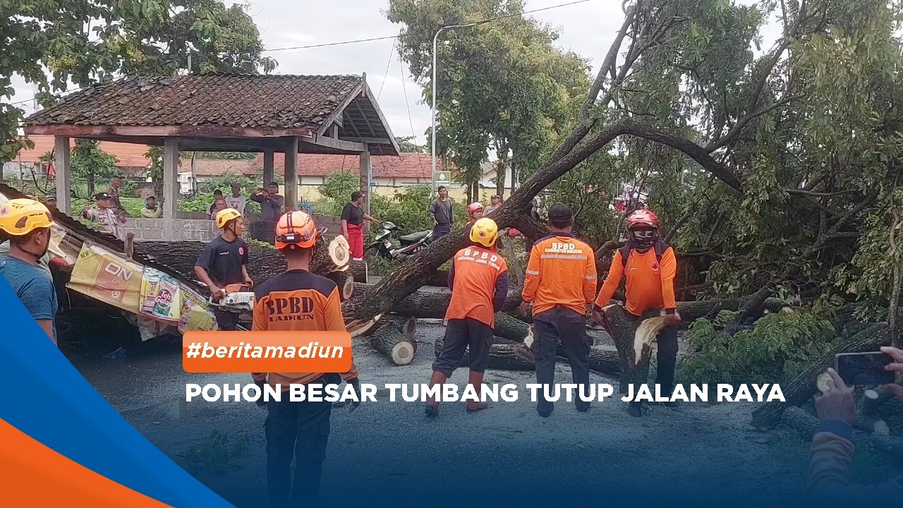MADIUN - Pohon Besar Tumbang Tutup Jalan Raya