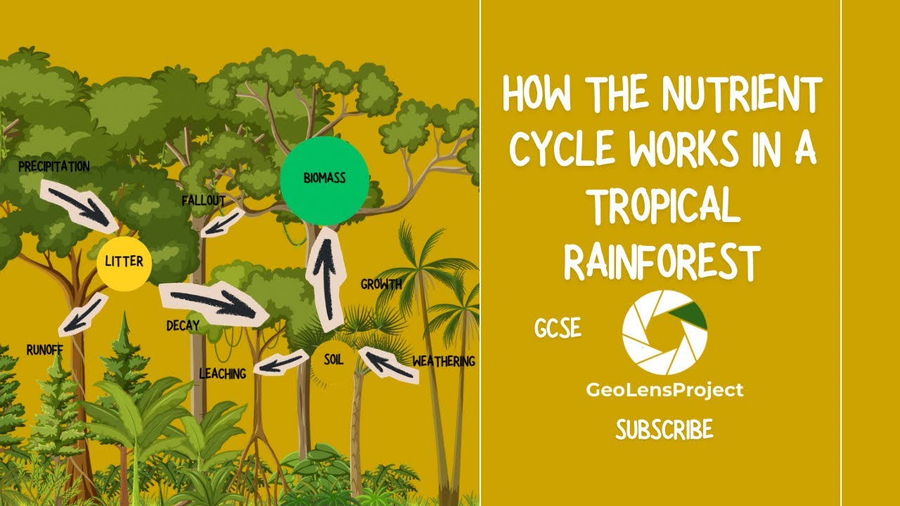 GCSE Geography: How the nutrient cycle works in a tropical rainforest.