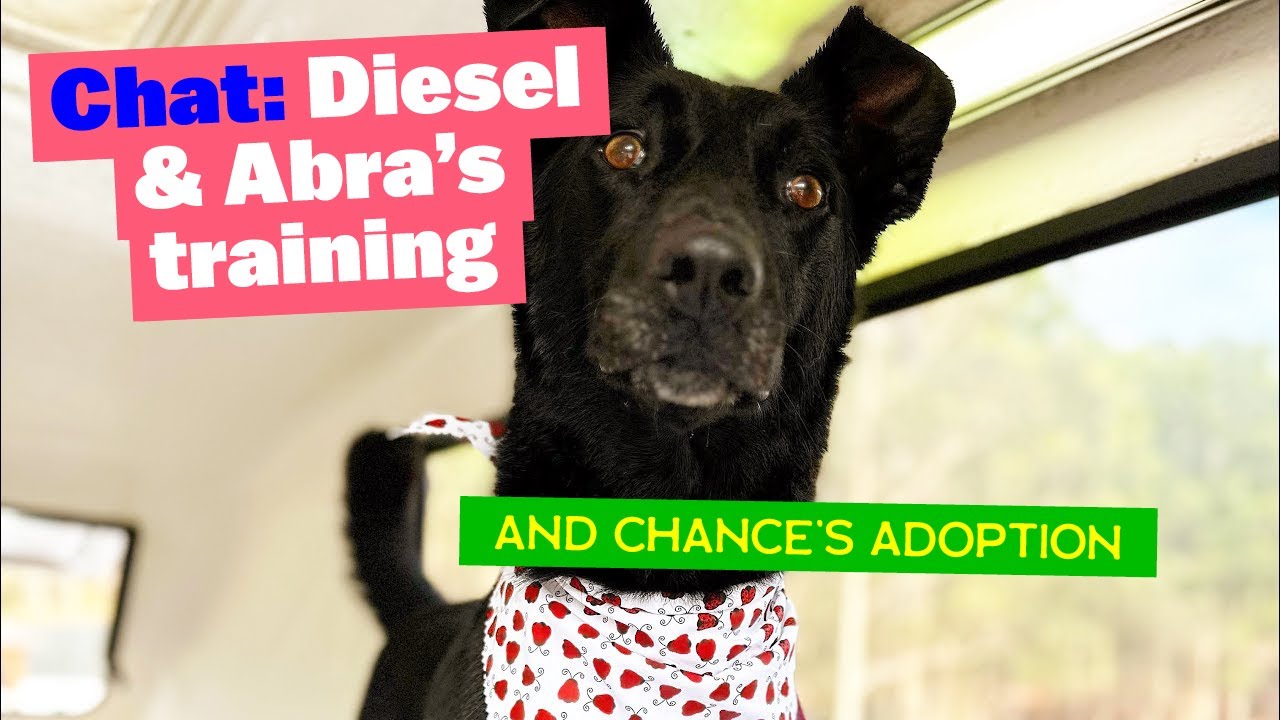 Chat about Diesel and Abra’s training and Chance’s Adoption
