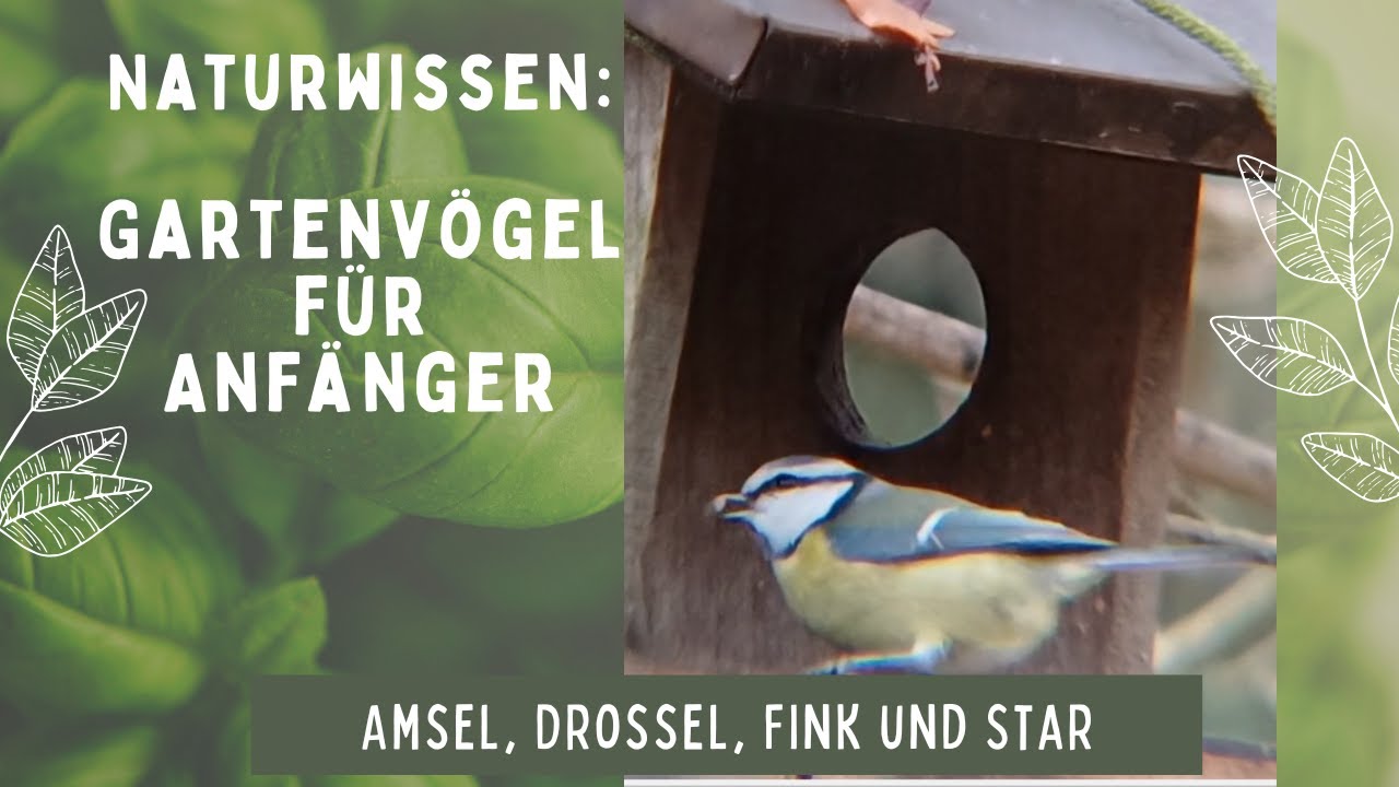 Naturwissen: Gartenvögel für Anfänger - Füttern und erkennen