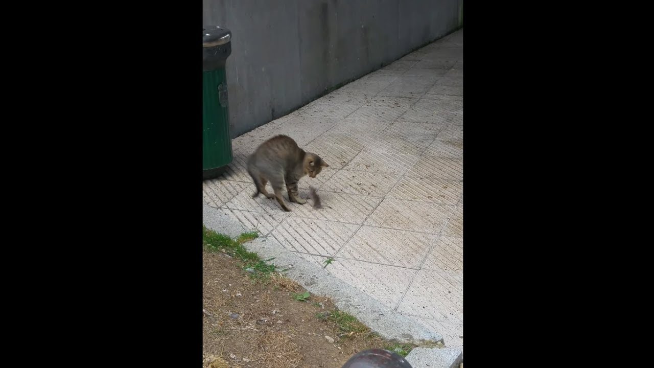 Gato vs ratón con música de linkin park de fondo en 4k
