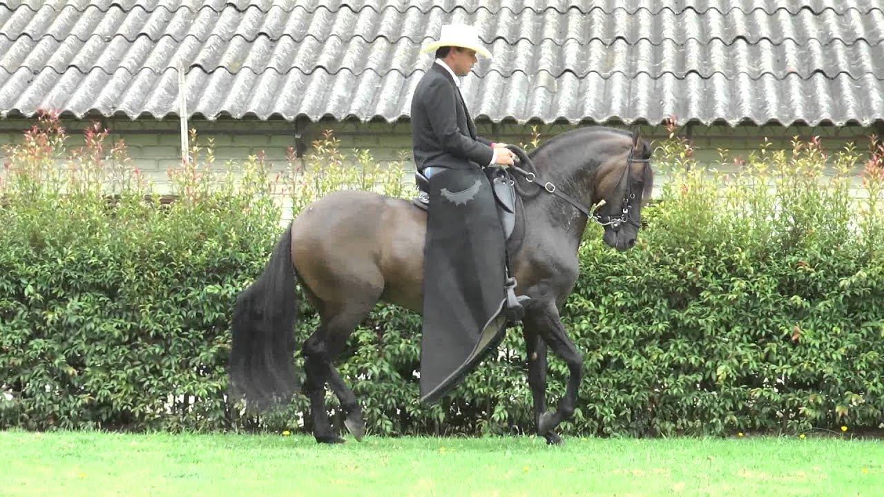 MILLONARIO DE CHAPALA PASO FINO COLOMBIANO