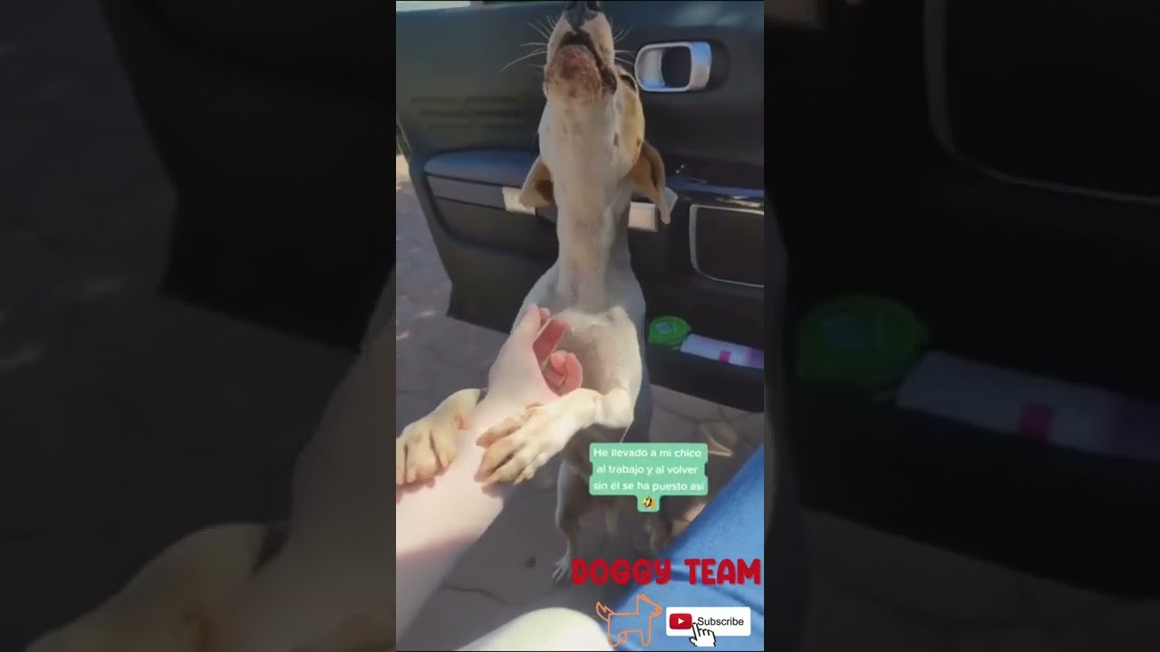 perros que rompieron el sistema