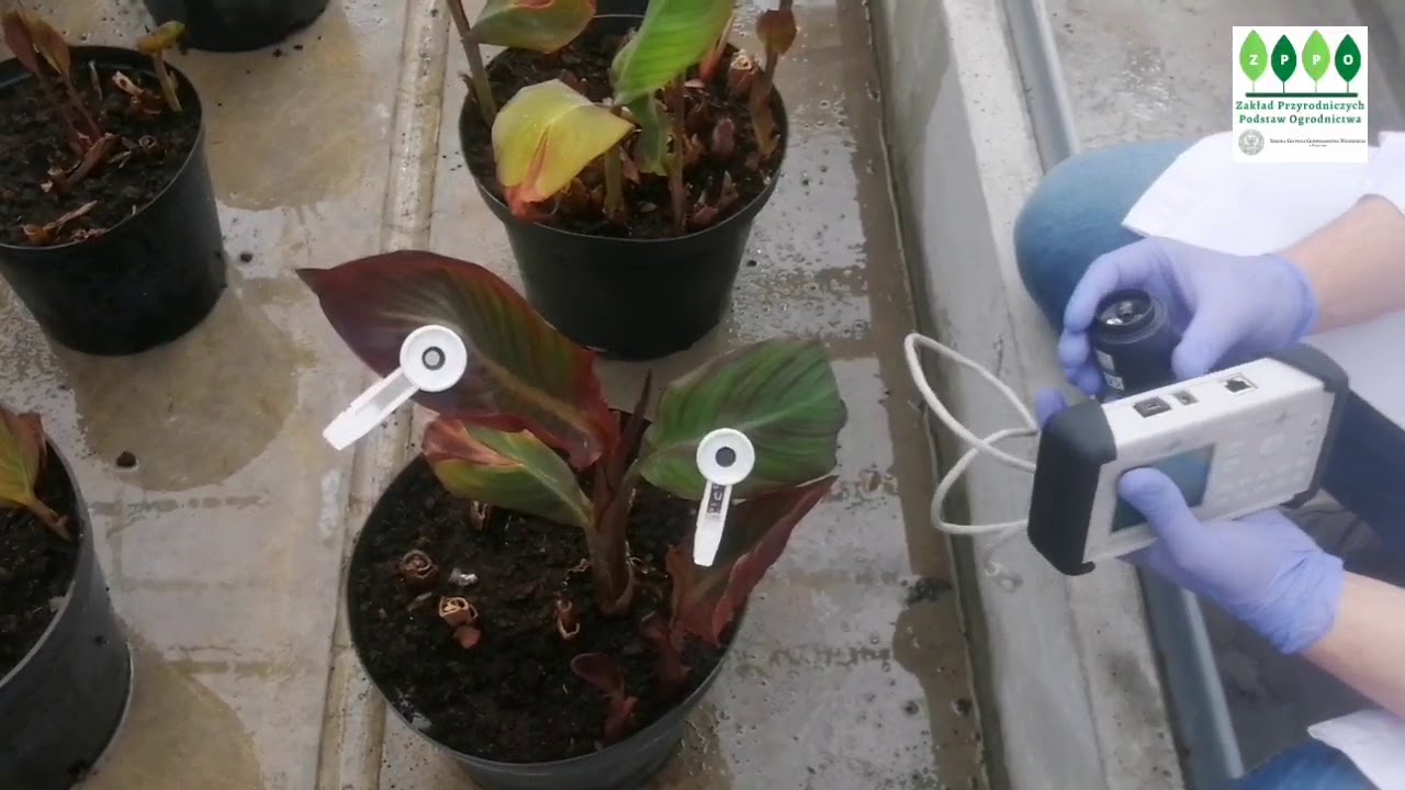 Fitoremediacja 8 🌿 Metale ciężkie, kontrola wzrostu roślin