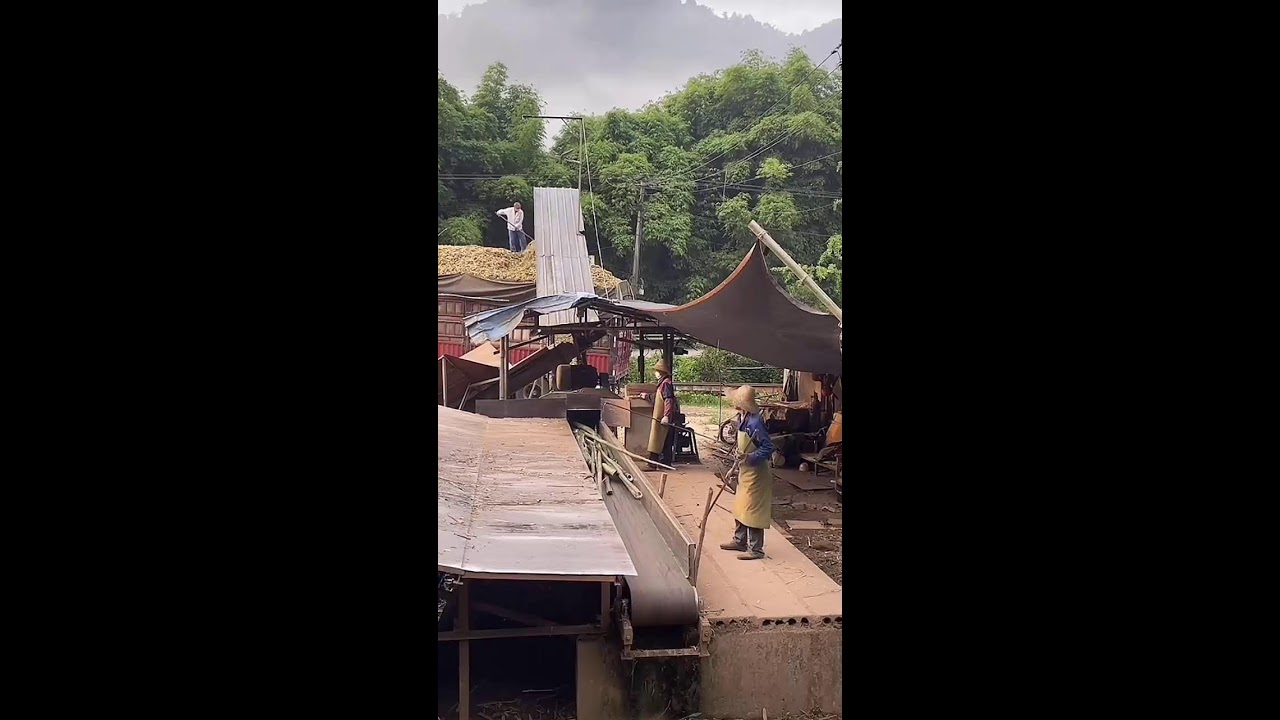 🔴Feeding raw stalks into the shredding unit, industrial mechanical force at work