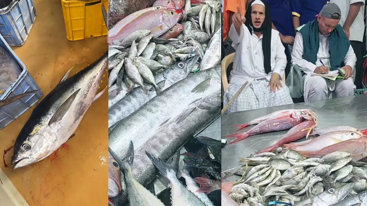 هكذا تُباع الأسماك في السعودية… مزاد لا يشبه أي مزاد!