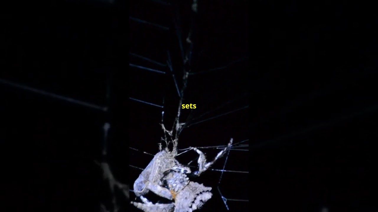 Spider Tricks Fireflies with Glowing Bait!                                       