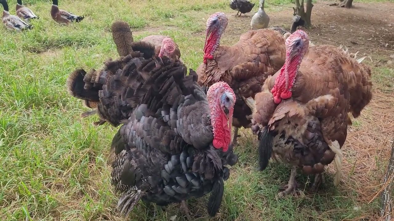 Epic Turkeys Gobble Gobble at a Farm