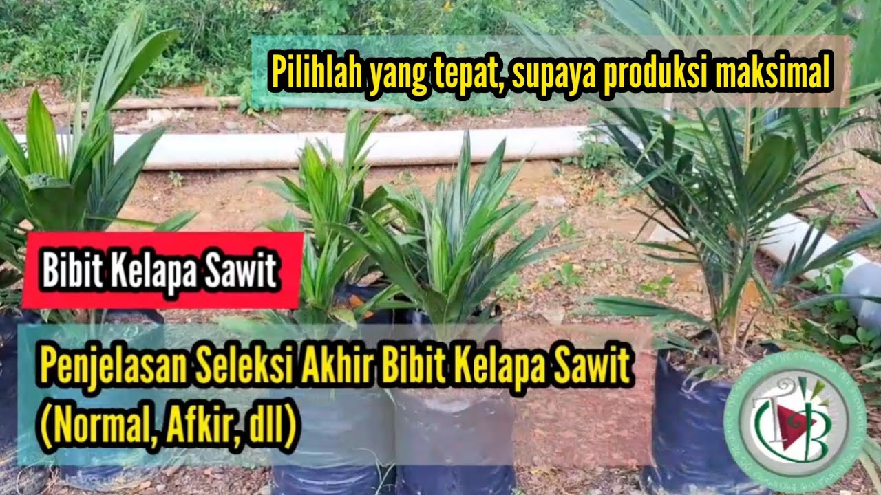 Penjelasan Seleksi Akhir Bibit Kelapa Sawit (Normal, Afkir, dll)