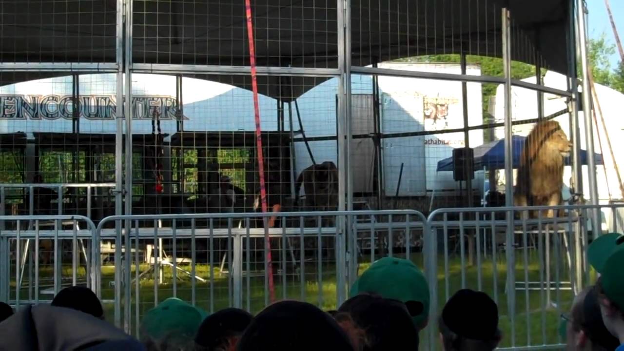Tiger Show in Krasna Summer Camp Part 2