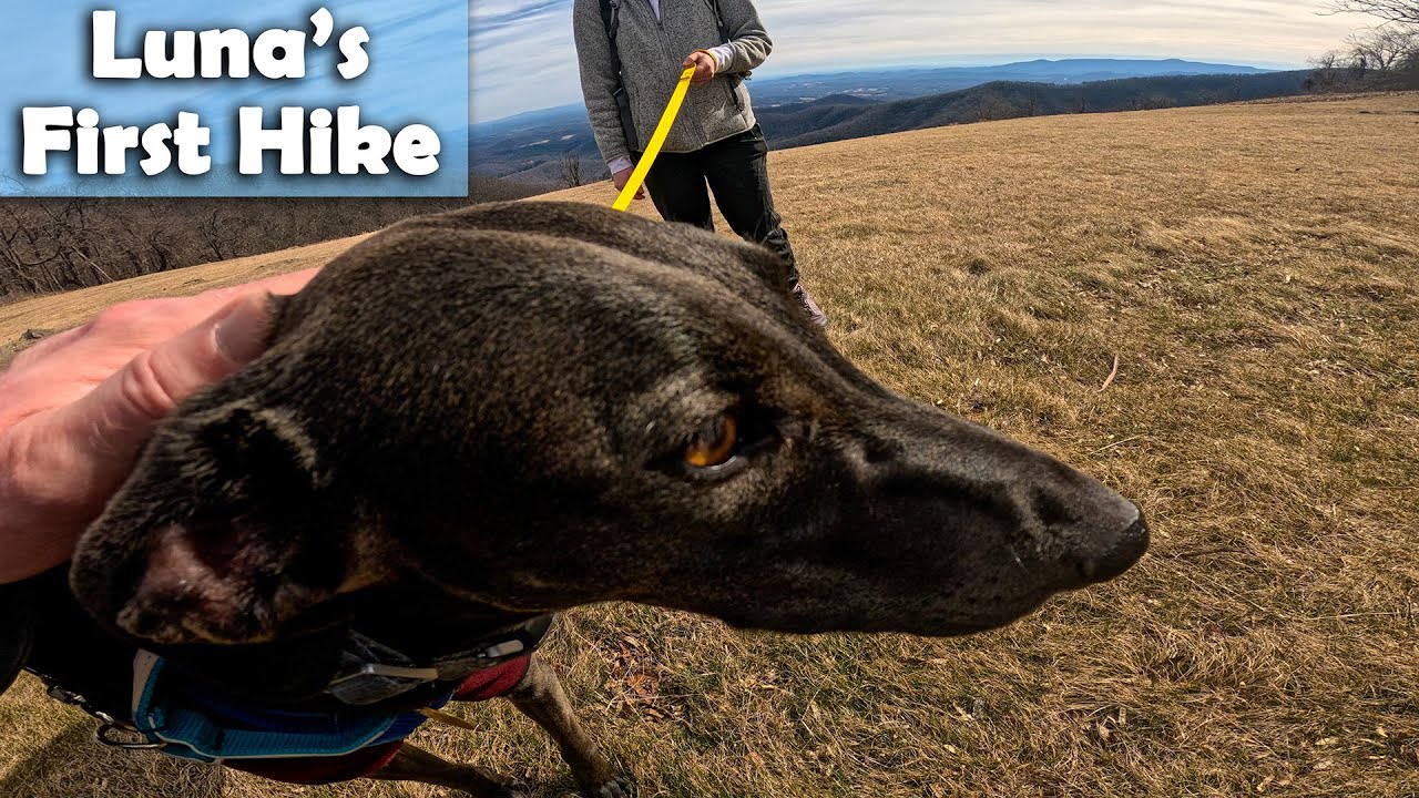 Luna's First Hike  || Rescue Spanish Greyhounds || Rocky Knob Recreation Area