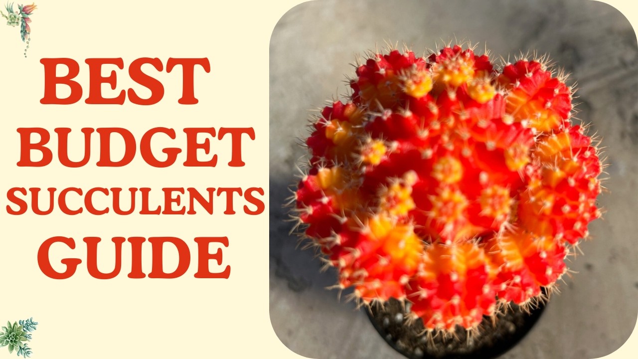 13 Best Succulents for Beginners on a Budget