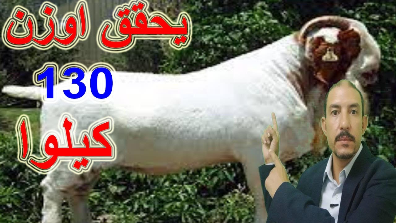 #تربية_الماعز/تربية الماعز البور الاصلي والمميزات والعيوب قبل الشراء