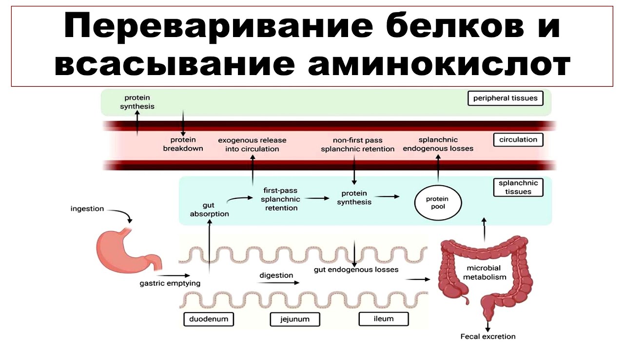 Переваривание белков и всасывание аминокислот