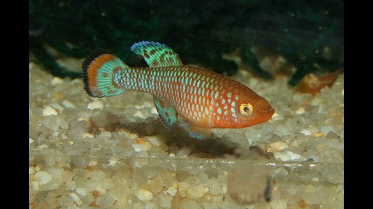 Nothobranchius rachovii