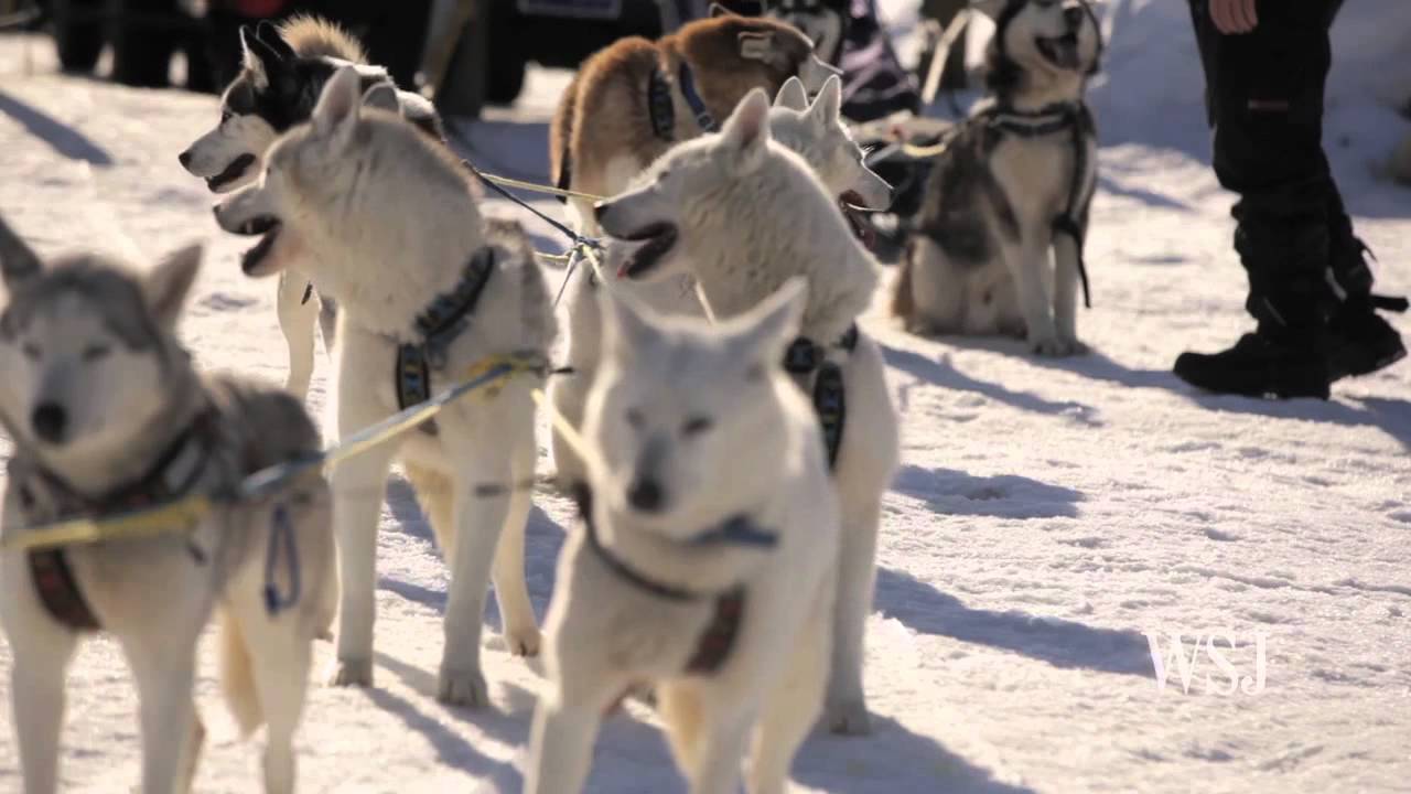 Sled Dog Adventures