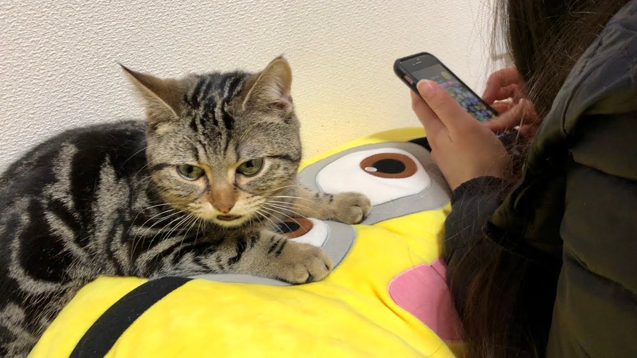 妹のツムツム中に甘えてきた猫を無視し続けるとこうなりますｗ