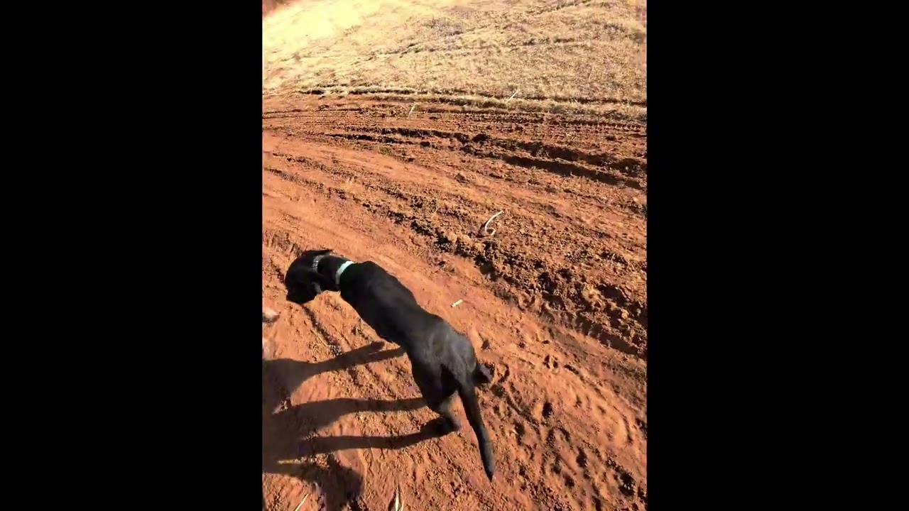 Bob goes off leash