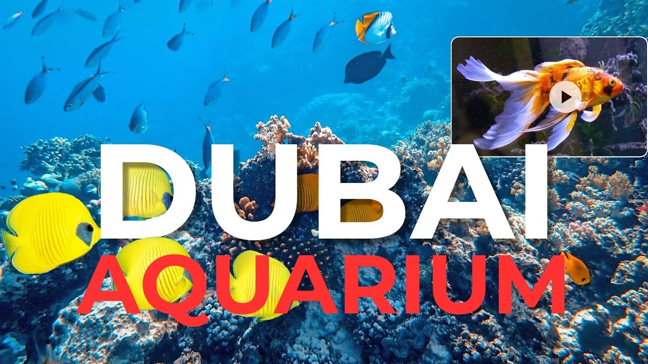Dubai Mall Aquarium Inside Tour | You Won’t Believe How Big It Is | Sharks, Penguins | Aquarium Vlog