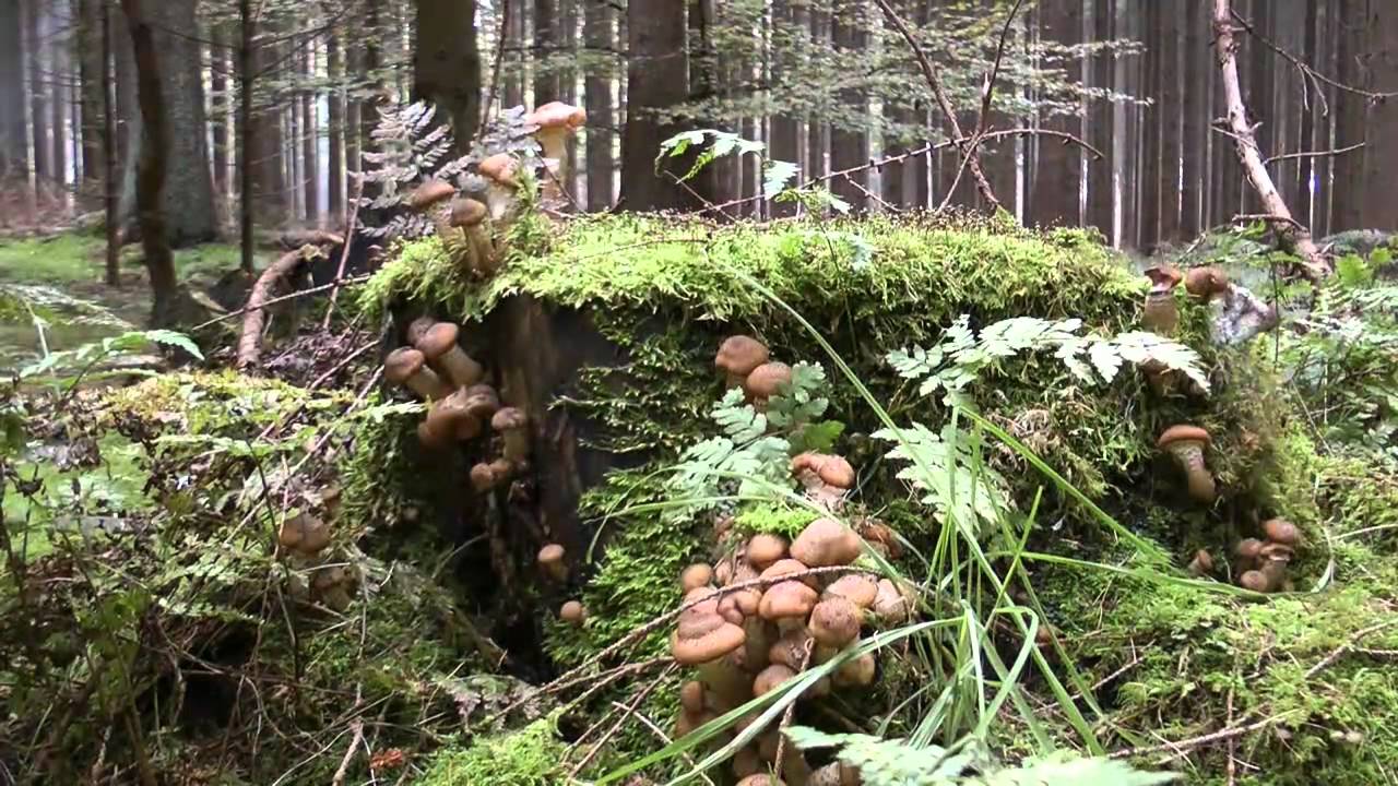 Momente der Natur
