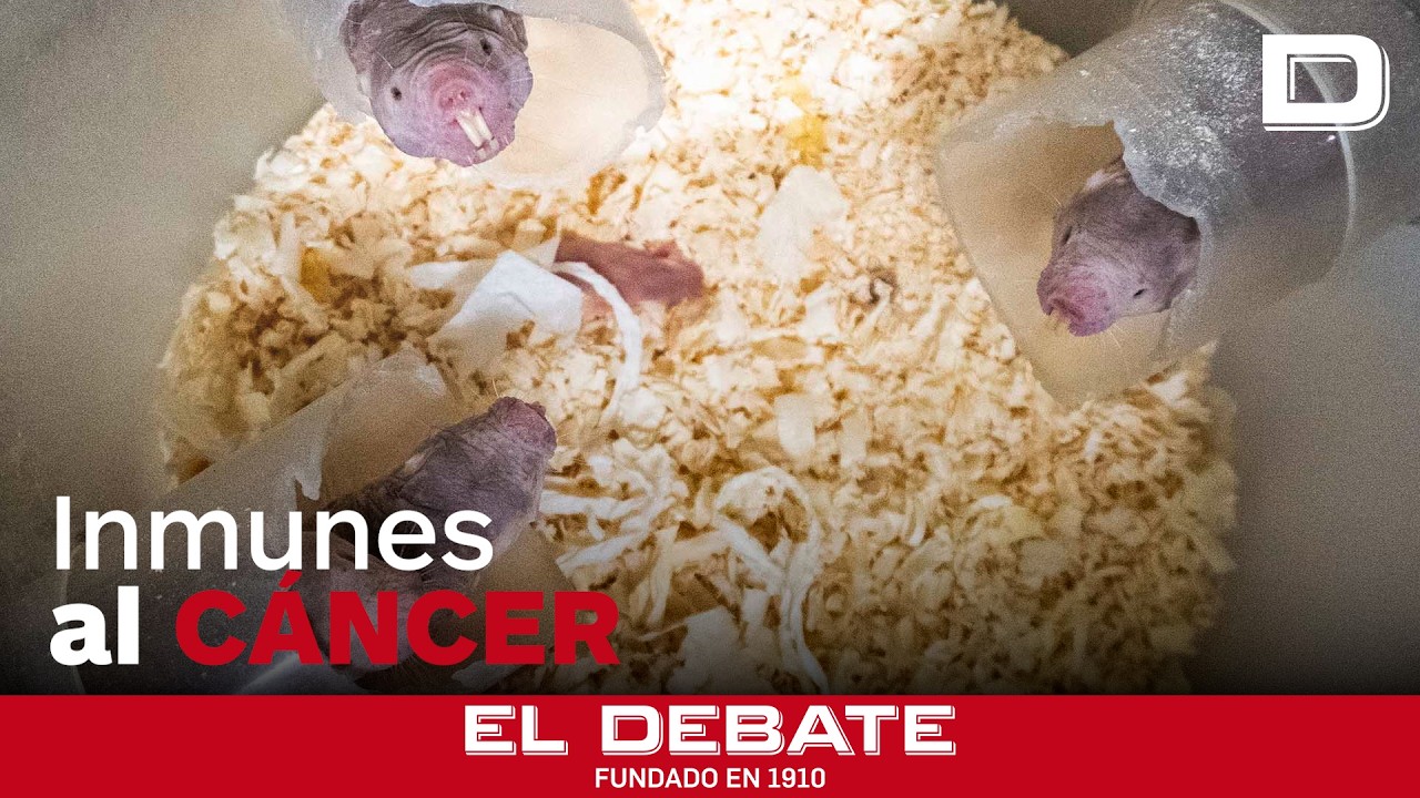 Nace en Bioparc Valencia una nueva camada del «mamífero imposible» que es inmune al cáncer