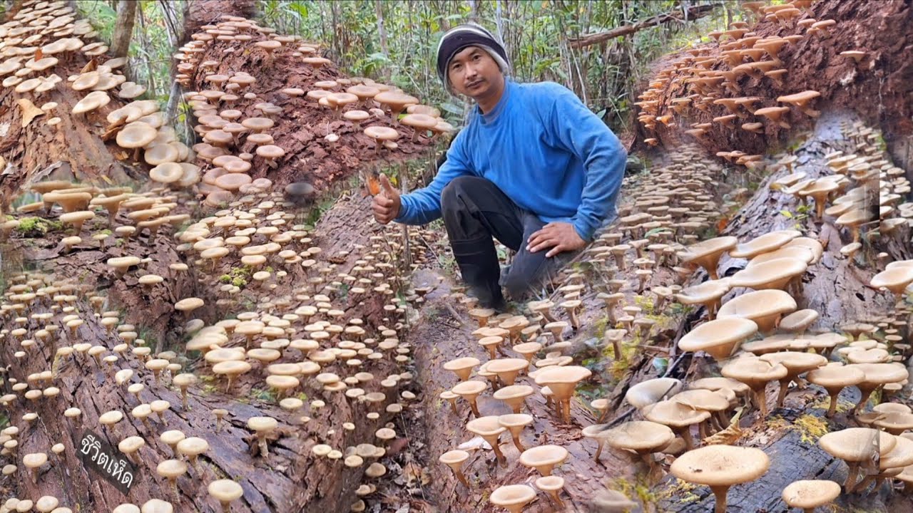 คลิปพิเศษ!!รวบรวมความอลังการเห็ดบดขอนบินรอบนี้ได้50กิโลหมานสุดยอด