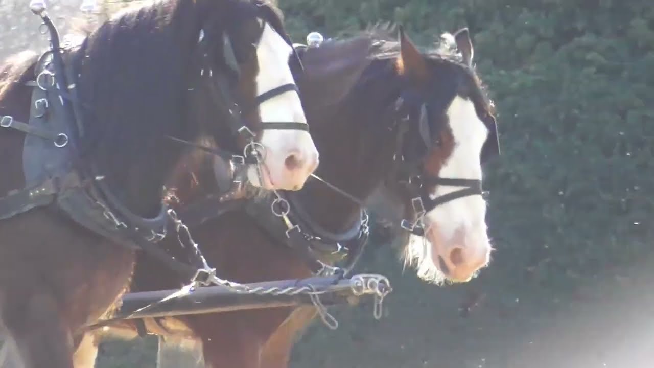Clydesdale horses