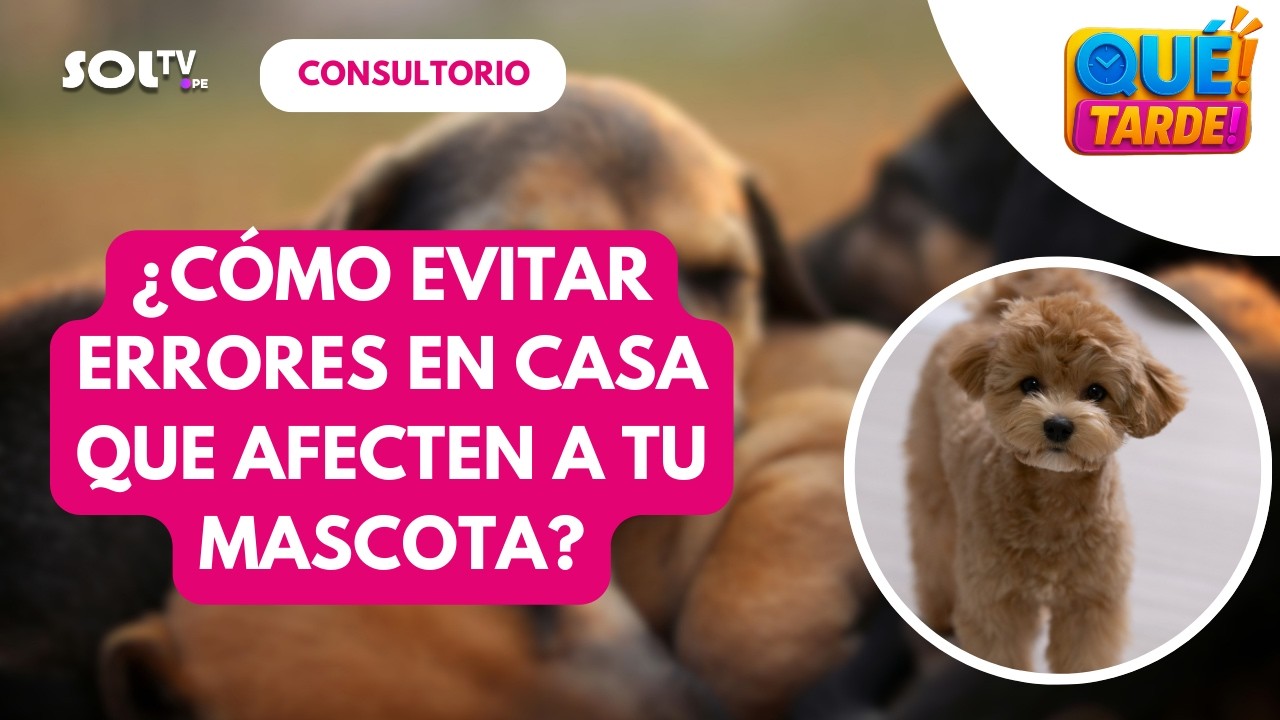 🐕💡 ¿CÓMO EVITAR ERRORES EN CASA QUE AFECTEN A TU MASCOTA? | QUE TARDE SOL TV