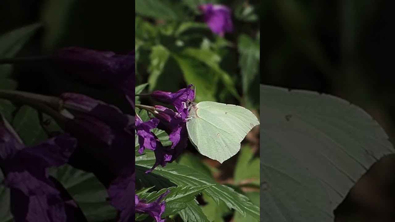 motyl latolistek cytrynek ( Gonepteryx rhamni, Brimstone butterfly )